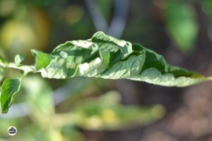 Tips on Growing Great Tomatoes