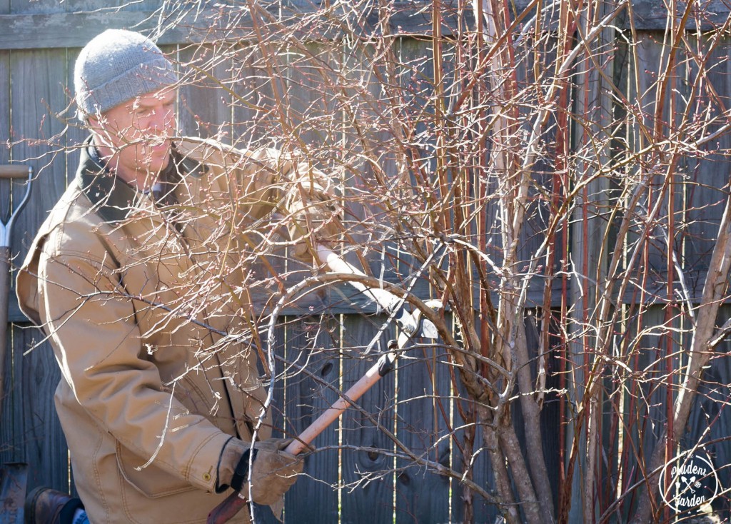 Can You Trim Back Blueberry Bushes