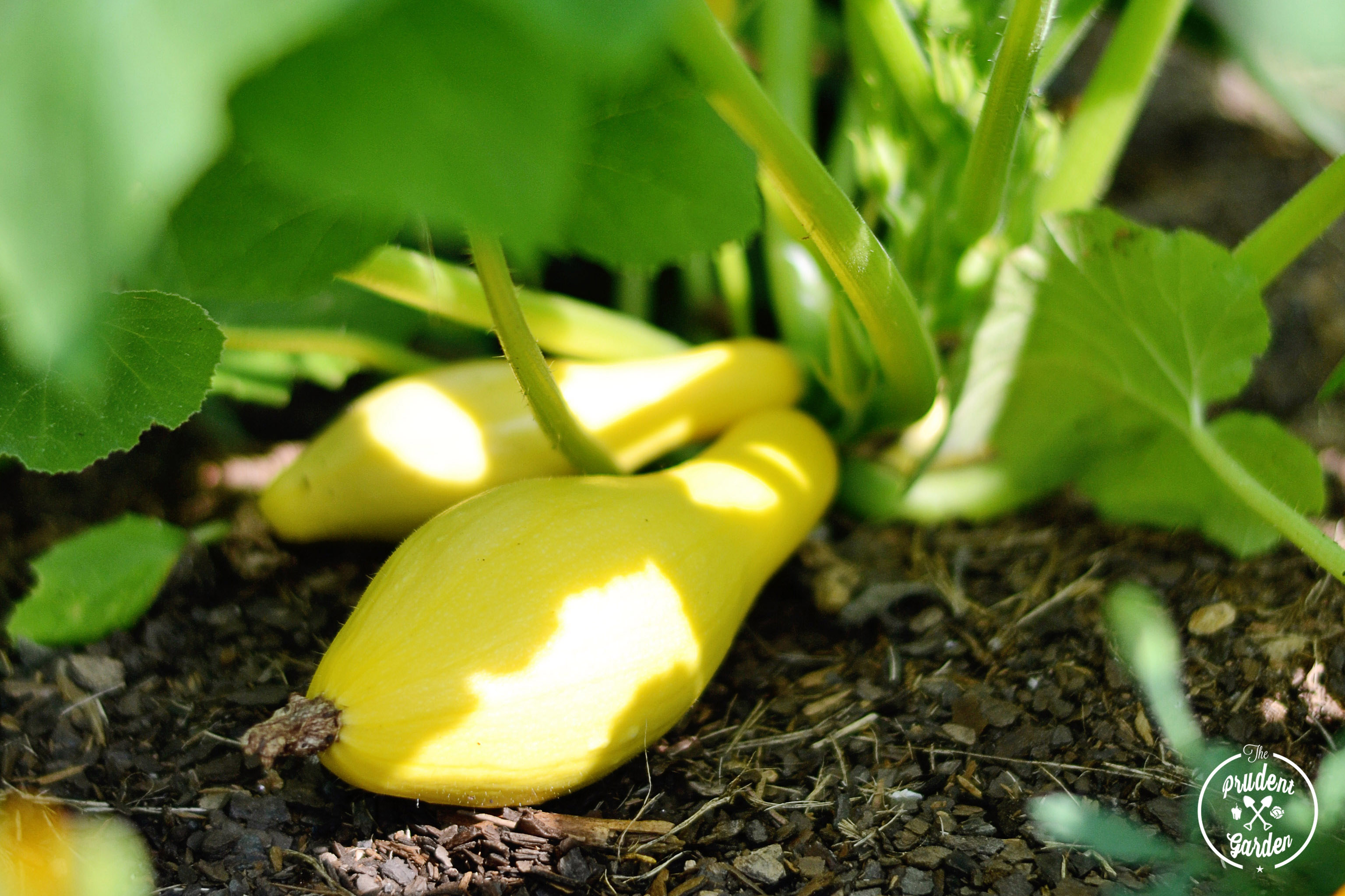 yellow squash