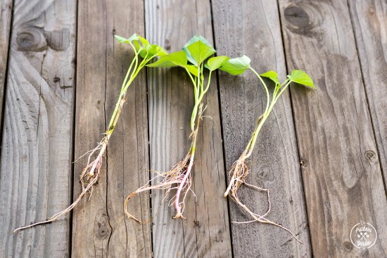 Growing Sweet Potatoes
