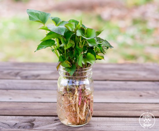 Growing Sweet Potatoes