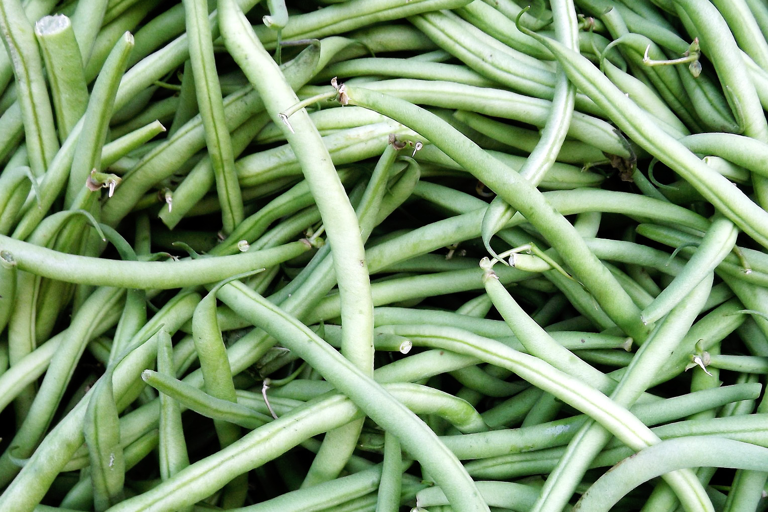 types-of-string-beans-you-can-grow-best-varieties-grower-today