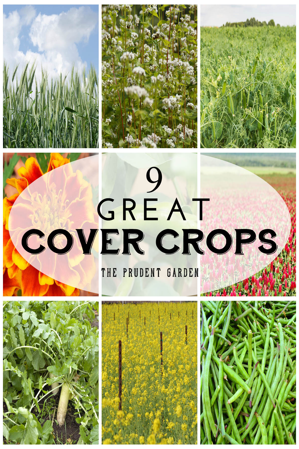 9 Great Cover Crops To Rejuvenate Your Garden