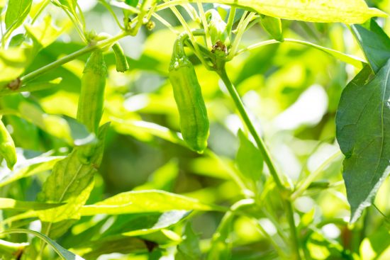 shishito peppers