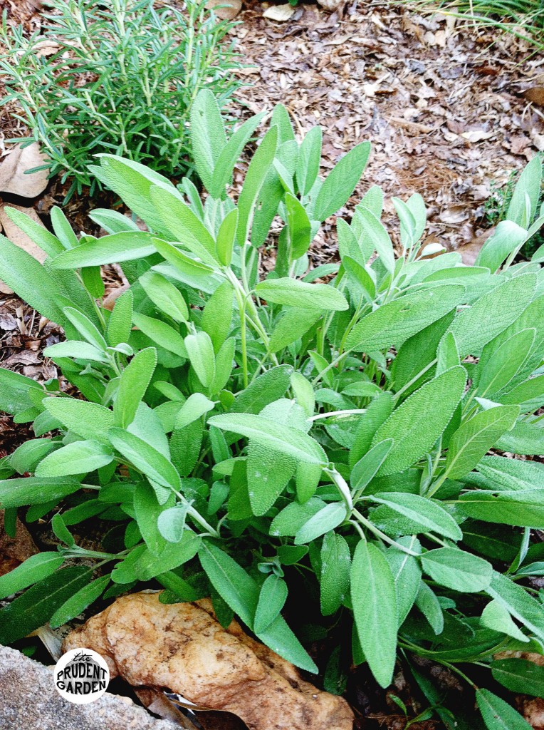 Powdery Mildew on Garden Sage: What to do