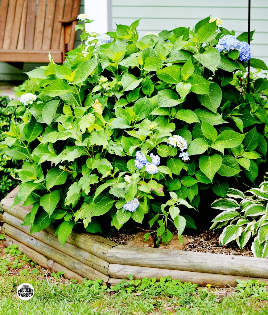 how-to-start-hydrangeas-from-cuttings