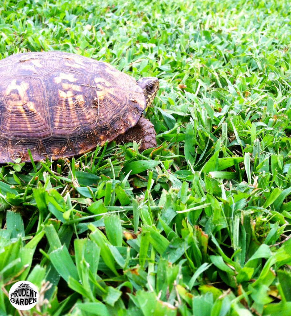 Critter Feature: Box Turtle