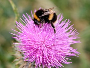 Good Bugs: Beneficial Insects