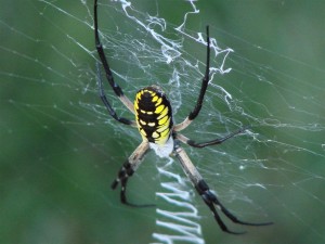 Good Bugs: Beneficial Insects