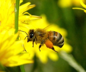 Good Bugs: Beneficial Insects