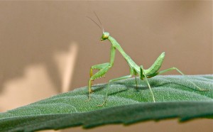 Good Bugs: Beneficial Insects