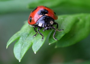 Good Bugs: Beneficial Insects