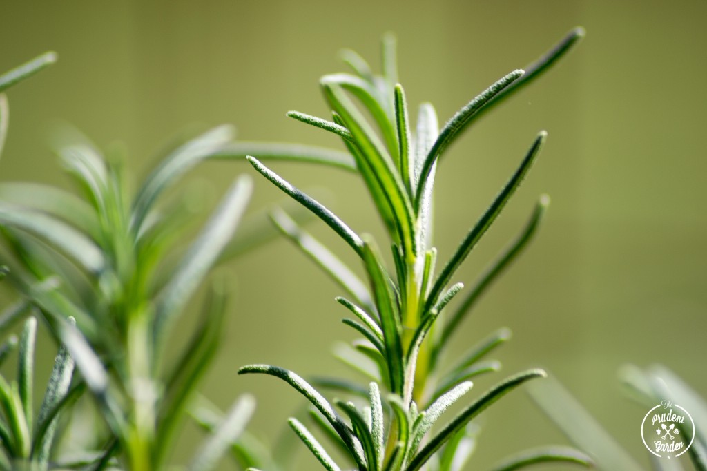 Why You Should Grow Rosemary   Rosemary 1024x682 