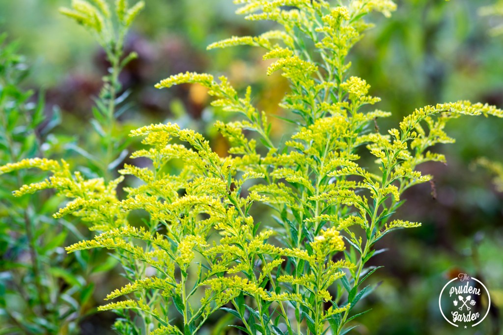 golden rod - The Prudent Garden