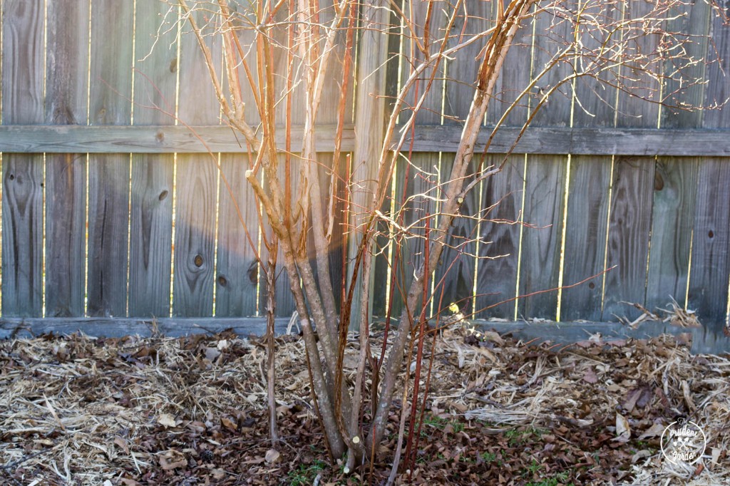 Why You Should Prune Blueberries Bushes