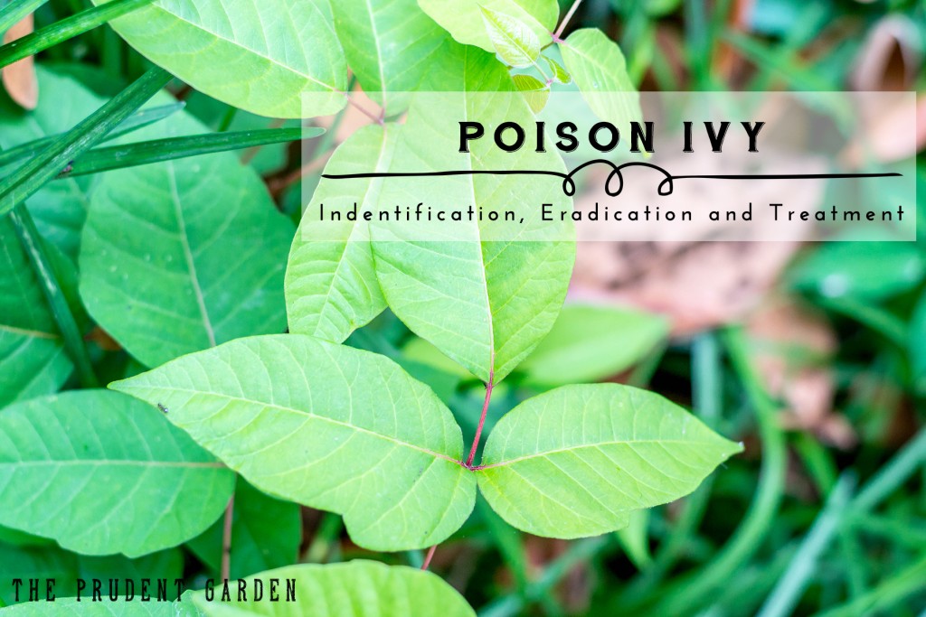 Poison Ivy |Identification Eradication and Treatment
