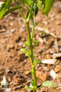 6 Signs of Plant Heat Stress