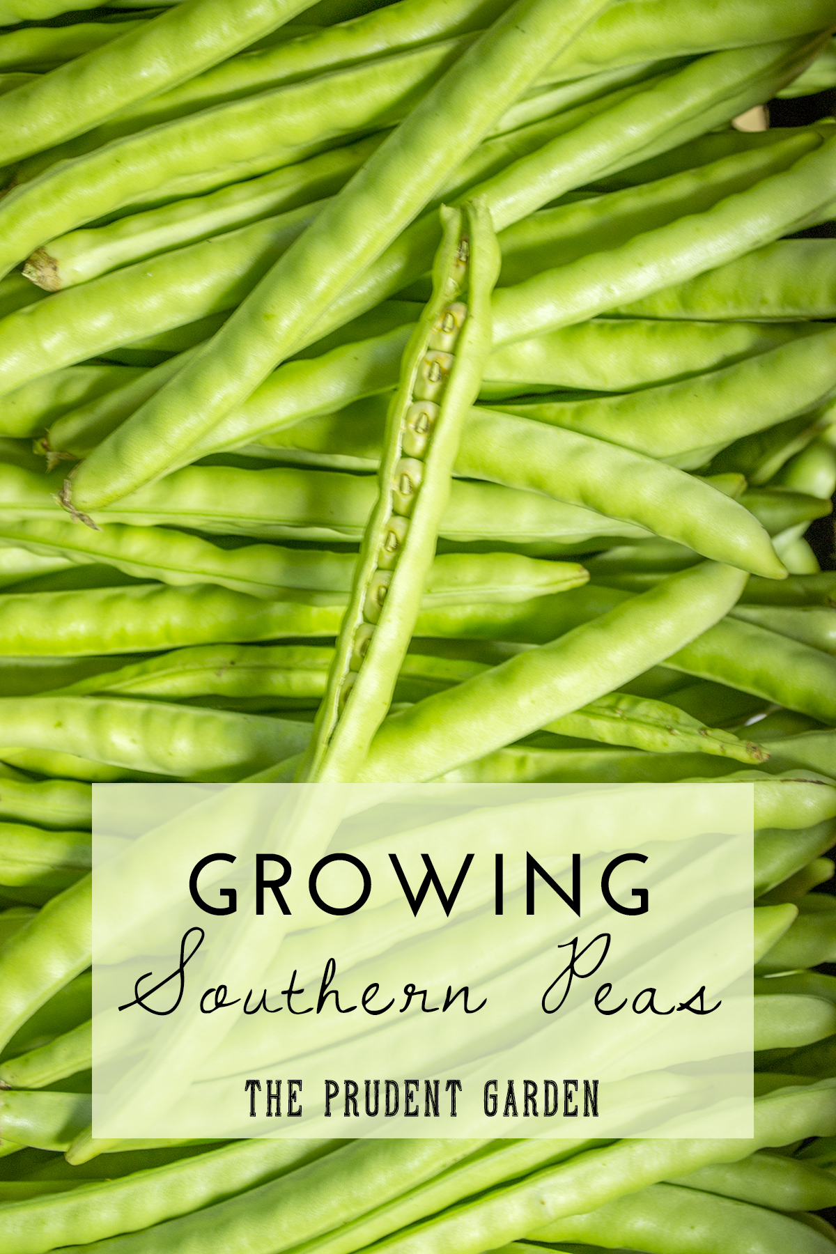 Growing Southern Peas