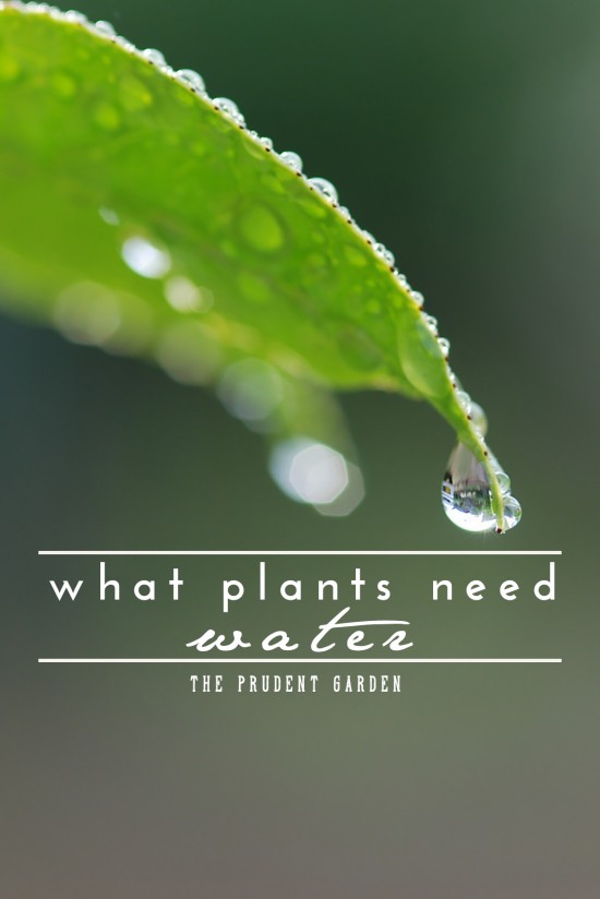 What Plants Need: Water