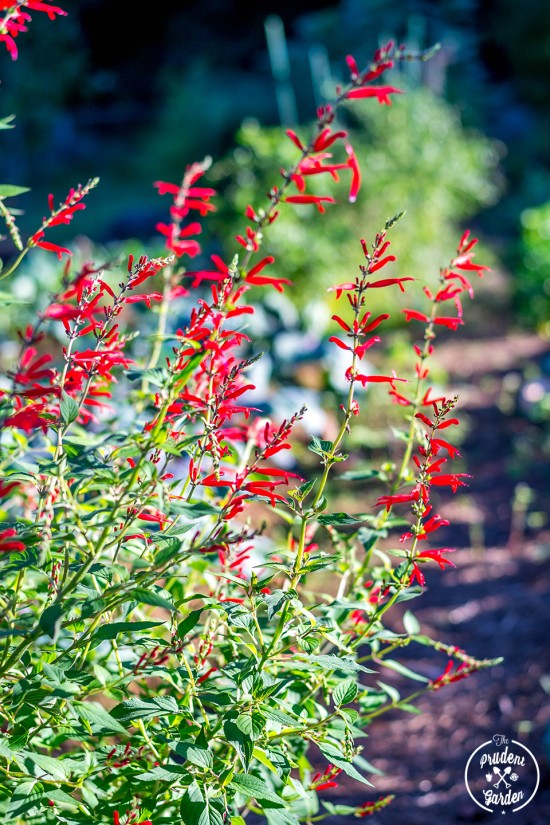 Sage is a easy to grow plant that you should incorporate into you garden. Butterflies and hummingbirds love them and they a flavorful culinary herb.